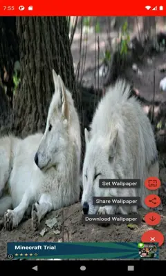 The most beautiful wolf pictures around the world  android App screenshot 0