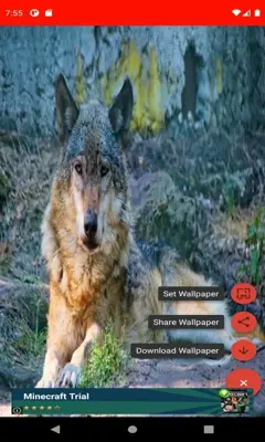 The most beautiful wolf pictures around the world  android App screenshot 1