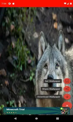 The most beautiful wolf pictures around the world  android App screenshot 3