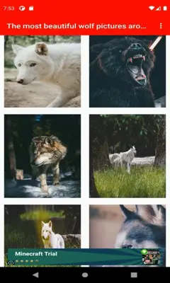 The most beautiful wolf pictures around the world  android App screenshot 5