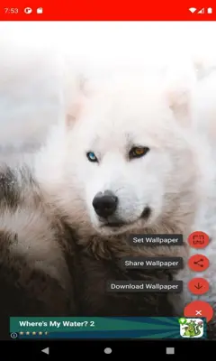 The most beautiful wolf pictures around the world  android App screenshot 6