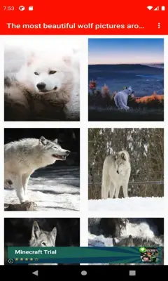 The most beautiful wolf pictures around the world  android App screenshot 7